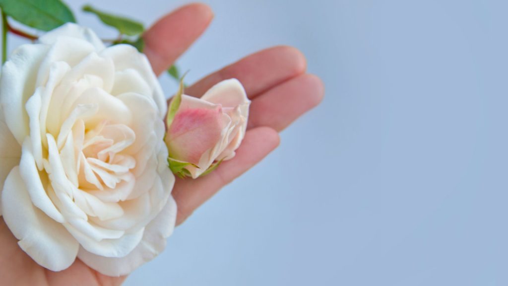 significado espiritual de las rosas blancas