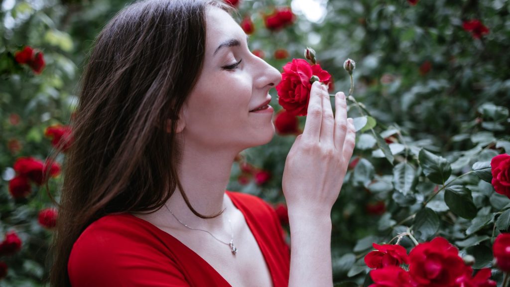 Variedades de rosas fragantes
