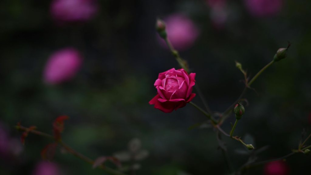 Rosas y su simbolismo cultural