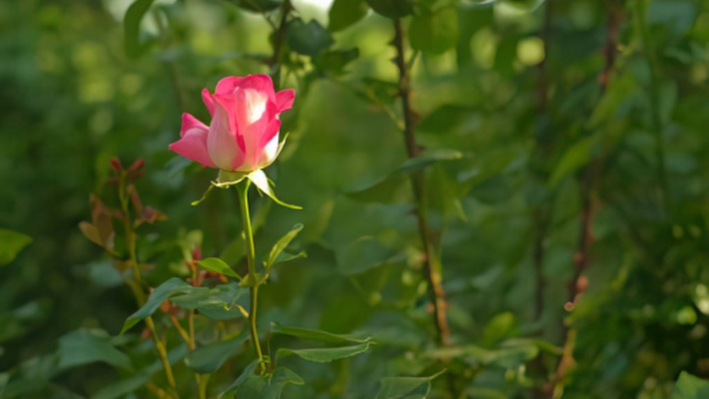 fertilizantes caseros para rosas