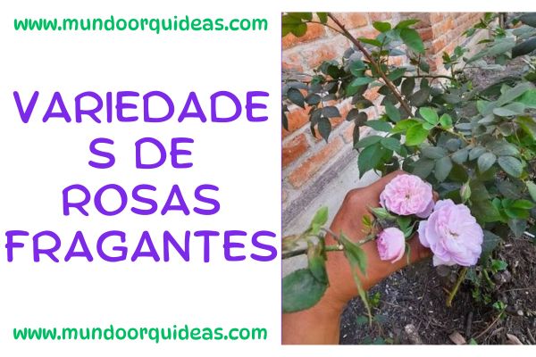 Variedades de rosas fragantes
