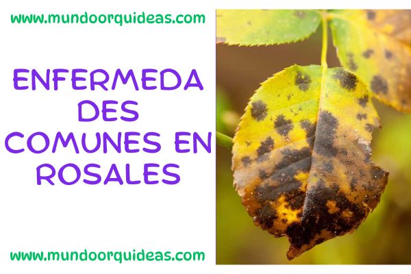Enfermedades comunes en rosales