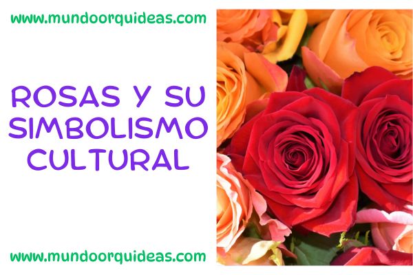 Rosas y su simbolismo cultural