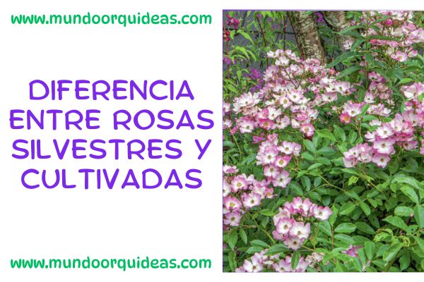 Diferencia entre rosas silvestres y cultivadas