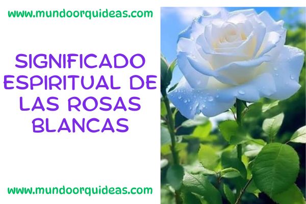 significado espiritual de las rosas blancas