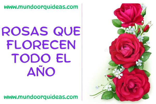 rosas que florecen rodo el año