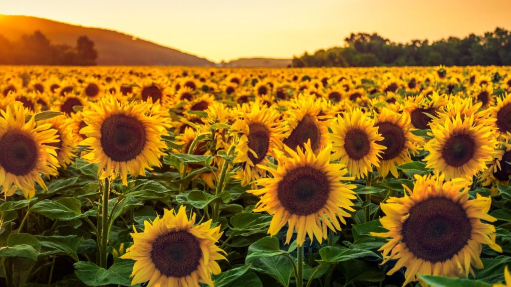 Girasol flor