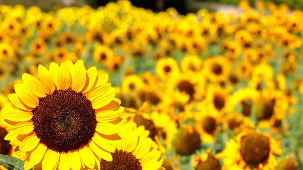 Girasoles planta