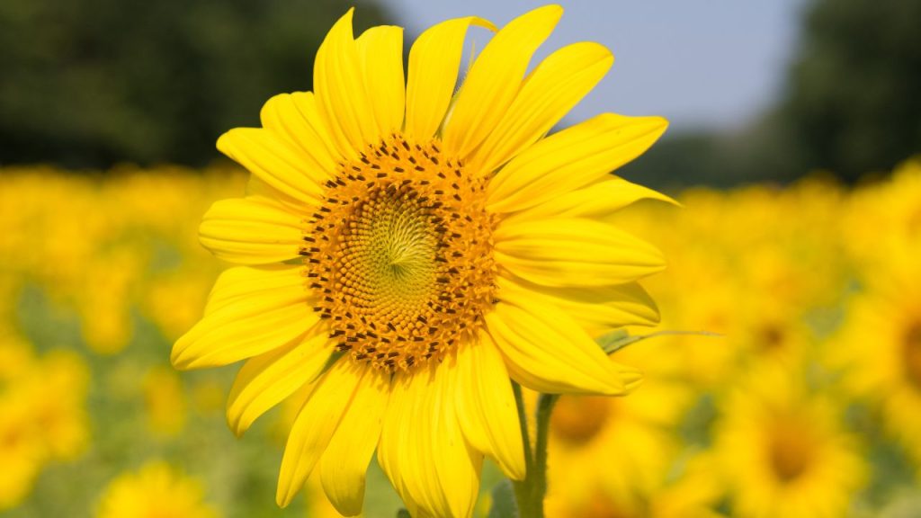 Simbolo de girasol
