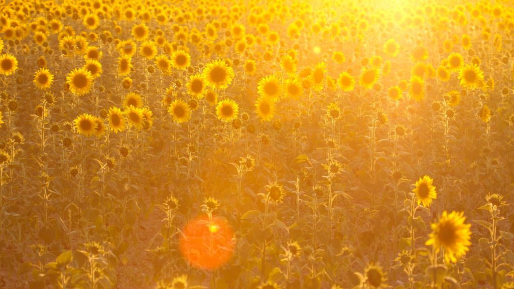 girasoles dorados