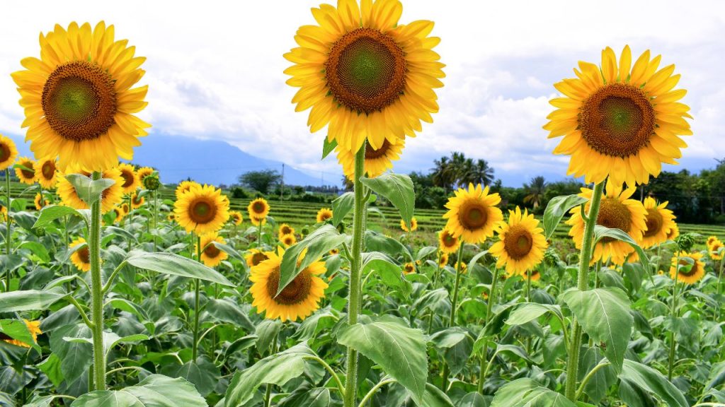 Girasoles informacion