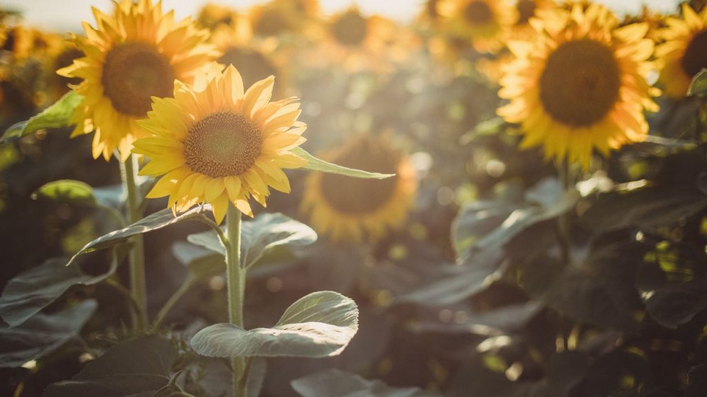 Significado del girasol en la biblia