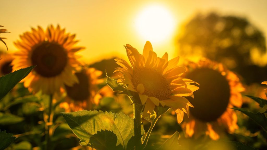 Girasol flor
