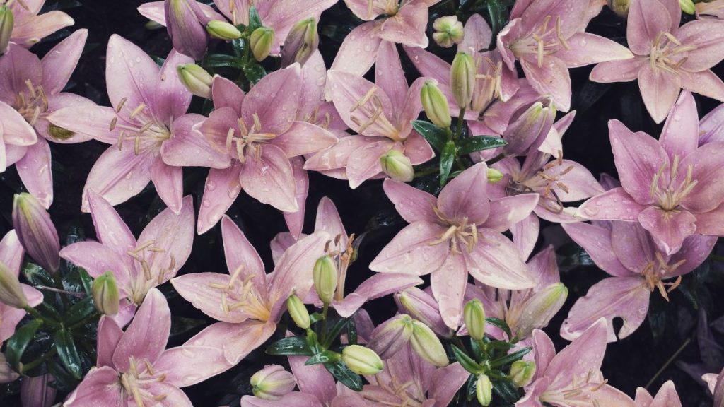 flores lirio