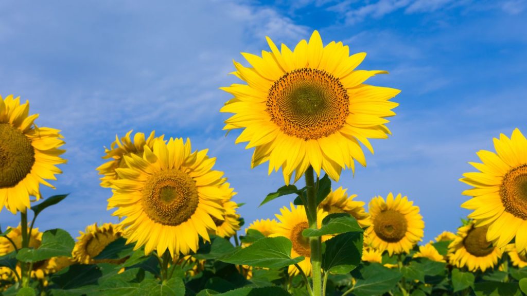 Girasoles planta