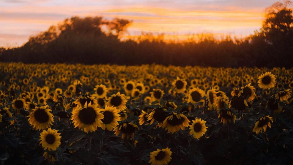 girasoles dorados