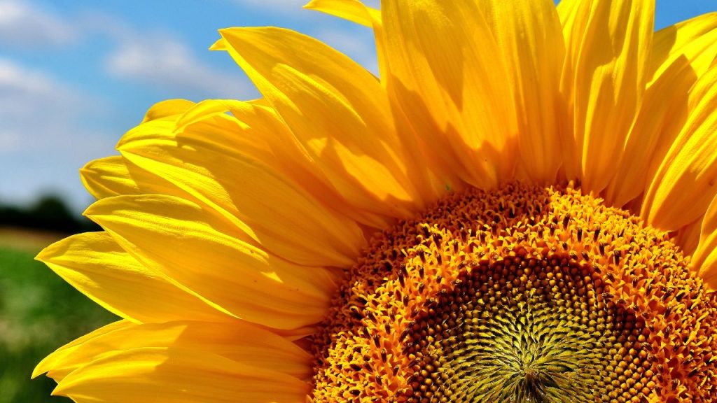 Que representa el girasol
