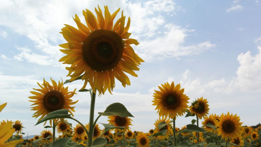 3 Girasoles significado