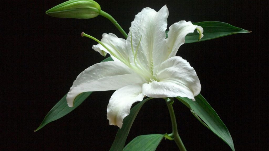lirio blanco