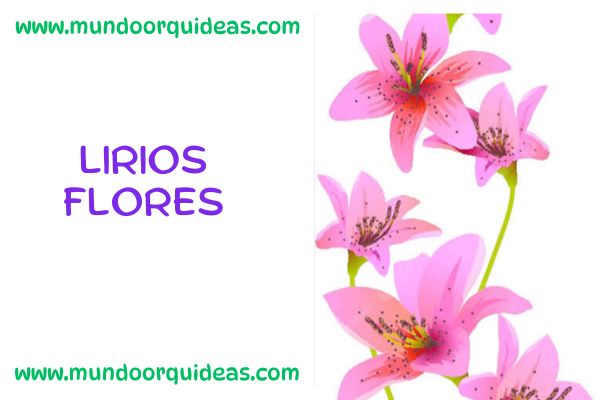 lirios flores