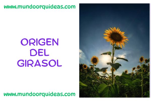 origen del girasol