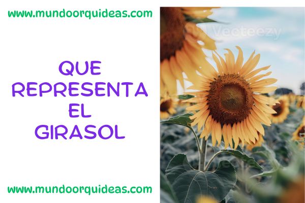 Que representa el girasol
