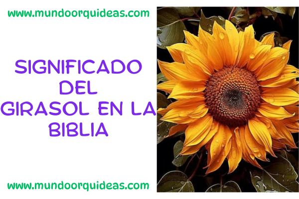 Significado del girasol en la biblia