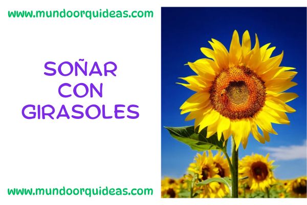 Soñar con girasoles