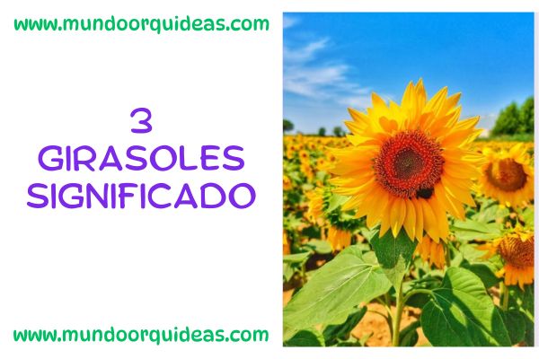 3 Girasoles significado