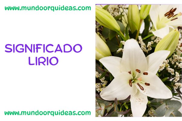 significado lirio