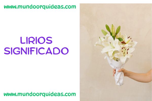 Lirios significado