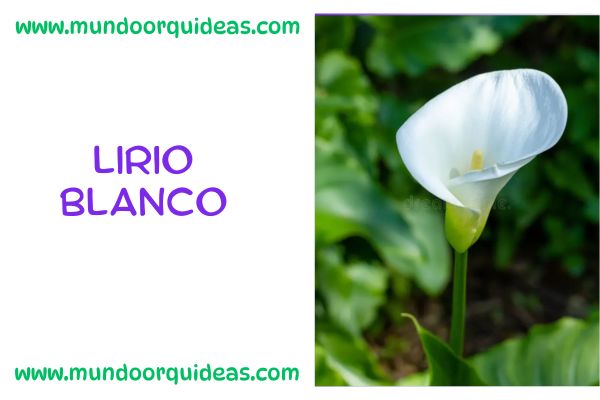 lirio blanco