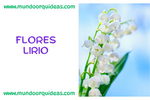 flores lirio